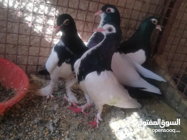 مطلوب نفس هذا كشميري زوج