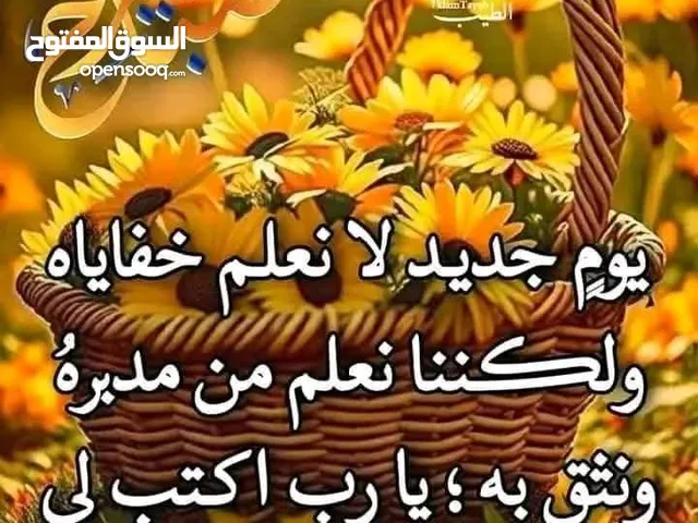 غنم للبيع خراف عساف