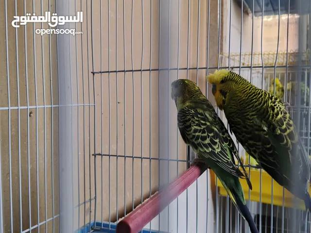 متاح جوز حب طفرات