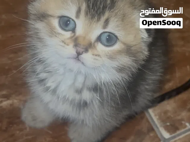 سكوتش فولد و سكوتش ستريت