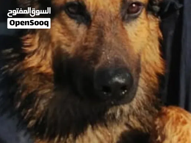 چيرمن شيبرد لونج هير