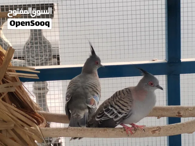 حمام الملكي