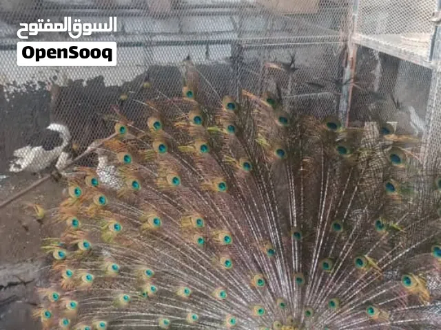 متوفر زوجين طوس