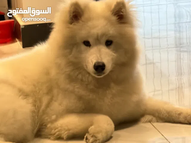 كلبة سامويد (انثى)