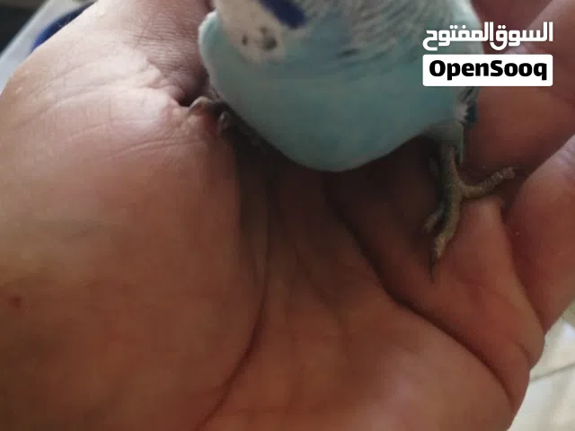 فرخ حب باخر مرحلة الزق في مادبا