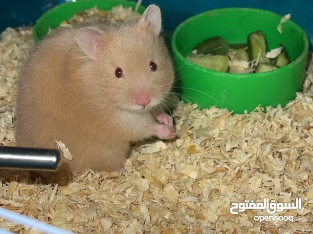 هامستر ذكر وانثى +قفص 3 طوابق و مستلزماته + اكل + نجارة الخشب