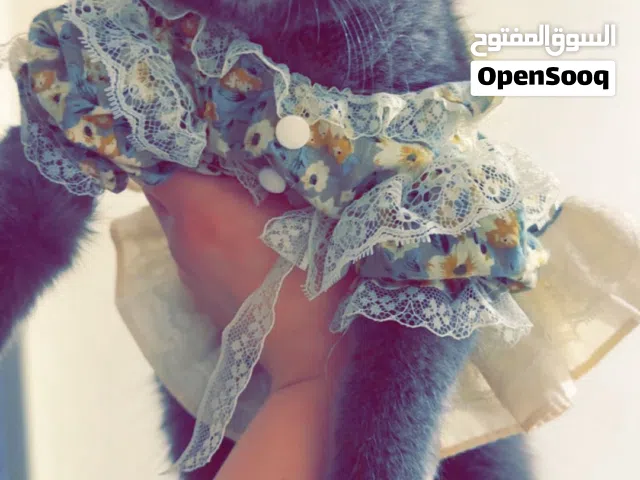 قطة سكوتش فولد للبيع