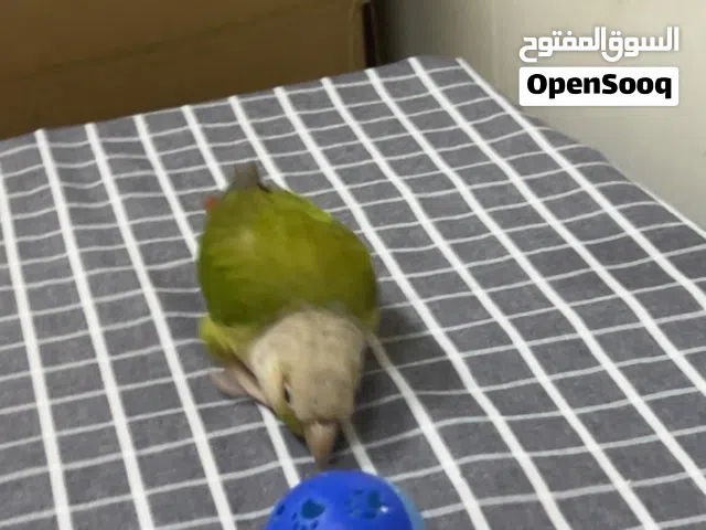 2 Cinnamon conure parrot pair