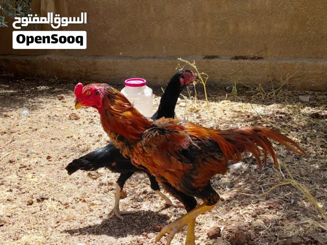 جاج باكستاني