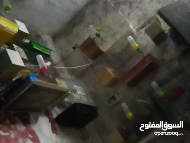 شادي محمد ابراهيم