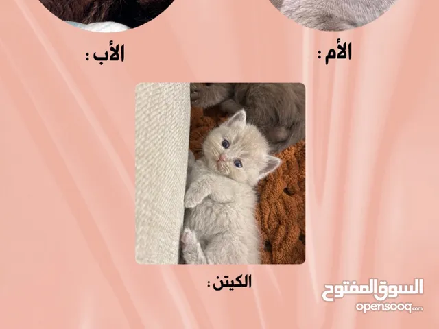 سكوتش ستريت ليلك من اهالي مستوردين