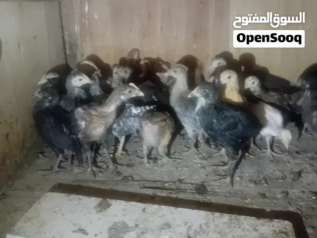 صوص بلدي عمر شهرين