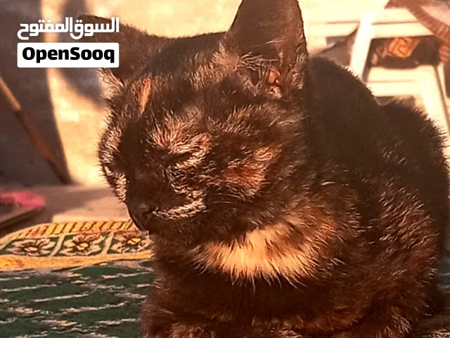 قطه نوع فارسي او ما يسمى بالشاملايا او الشيرازي