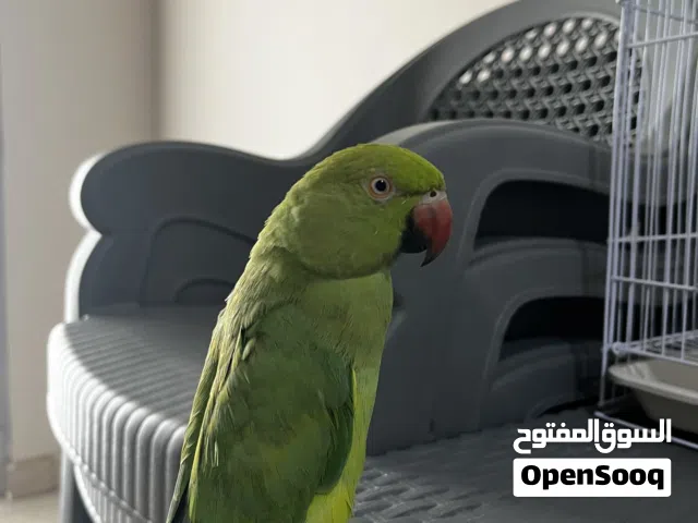 ببغاء دره اقرأ الوصف