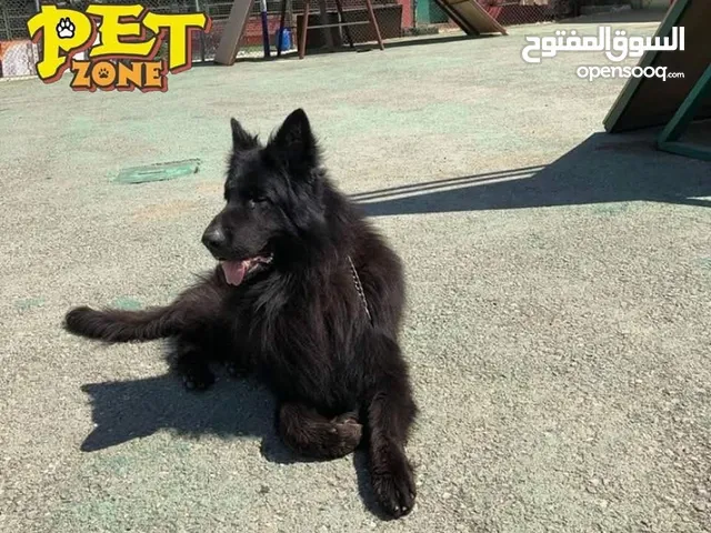 بت زون لتدريب الكلاب وفندق للكلاب