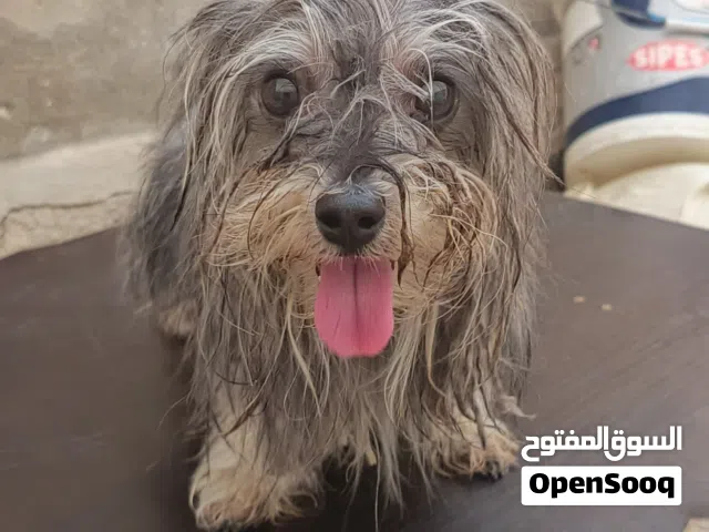 للبيع ماركا الشماليه
