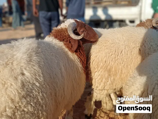 خرفان عيد بسم الله ما شاء الله