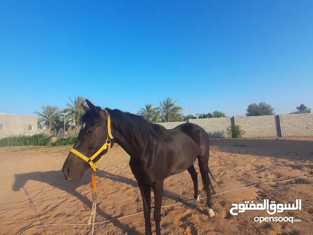 فرس الله يبارك