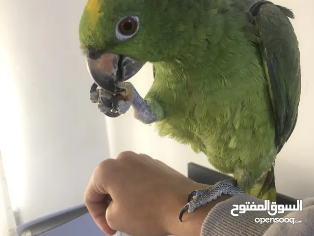 ببغاء امزوني بسعر نار مع قفص وأغراضي