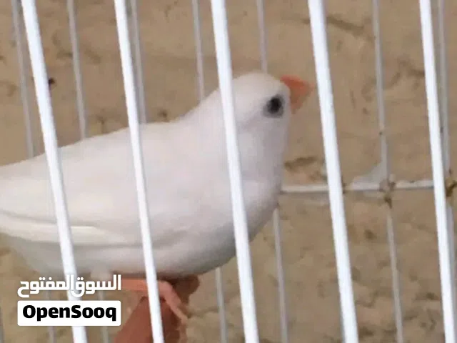 كوبيا زيبرا للبيع