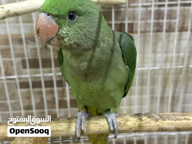 للبيع نيبالي سوير جامبو .