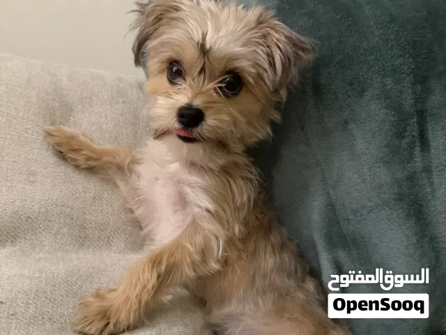 Yorkshire Puppy - 4 month old girl.