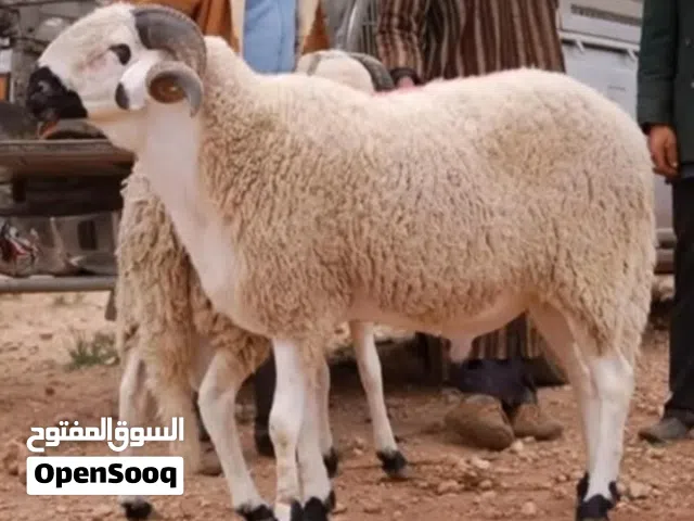 جزاركل سنه وانتم بخير