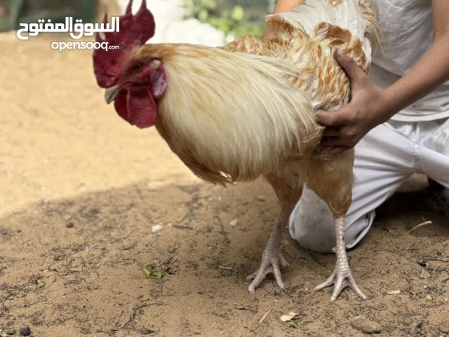 ديوك فيومي وفرنسي بصحة جيده جداااا ومطعم وحجمه ضخم