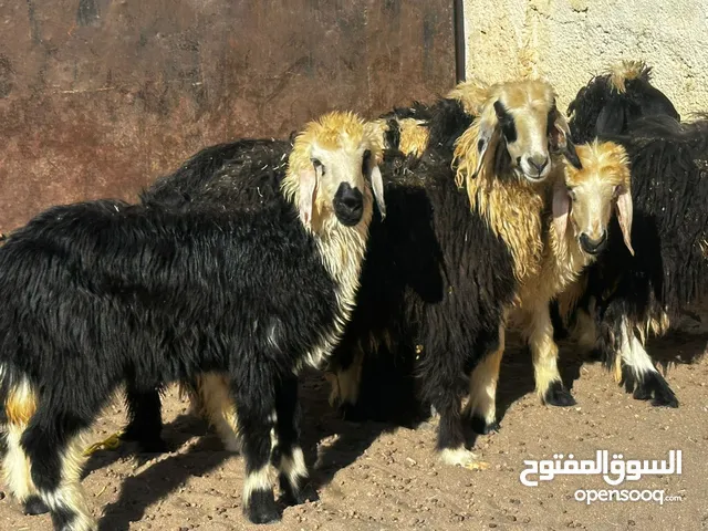 كبش و حملات