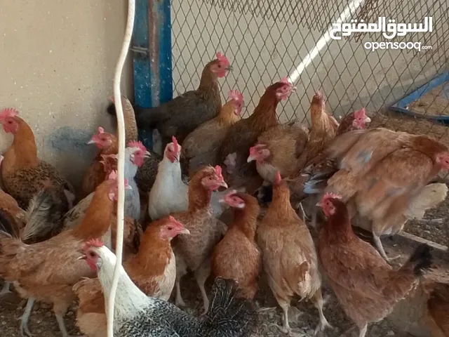 دجاج بياض بلدي