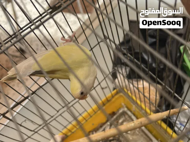 كوبيه بركديلو مصقره مشاءالله للبيع