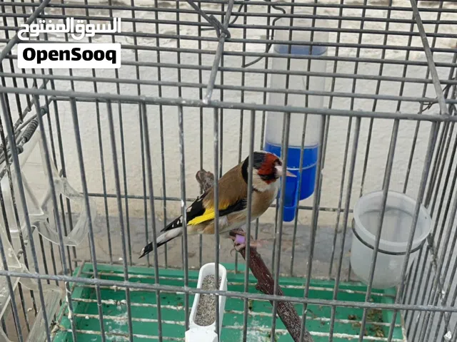 طائر القرديل حسون