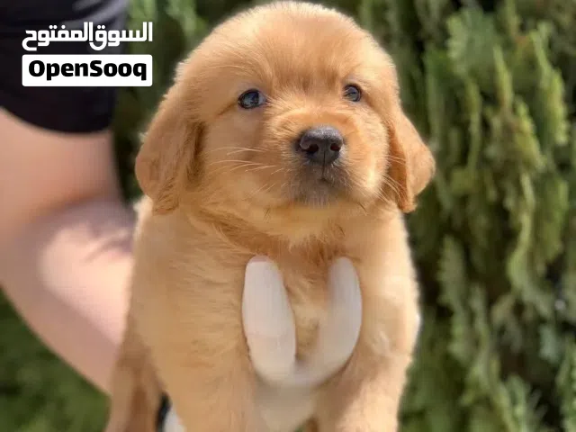متوفر جراء جولدن ريتريفر مميزه مناسبه للاطفال والمنزل....مستوى عالي ذكور واناث