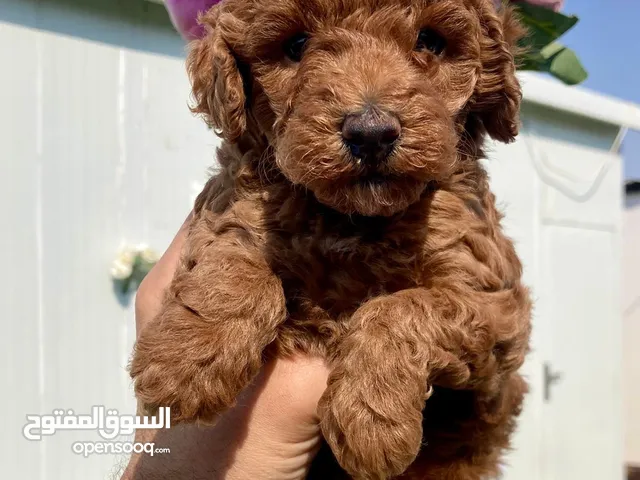 Toy poodle puppy