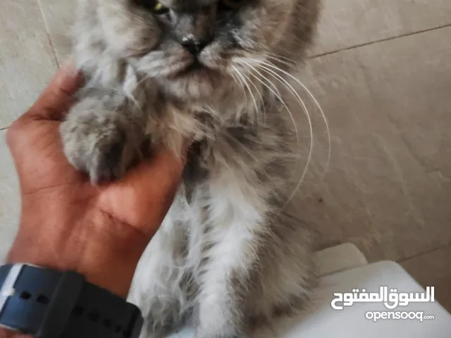 Persian Cat female (6 months old) for sale