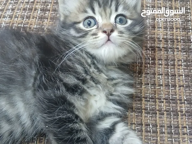 قط للبيع اربد