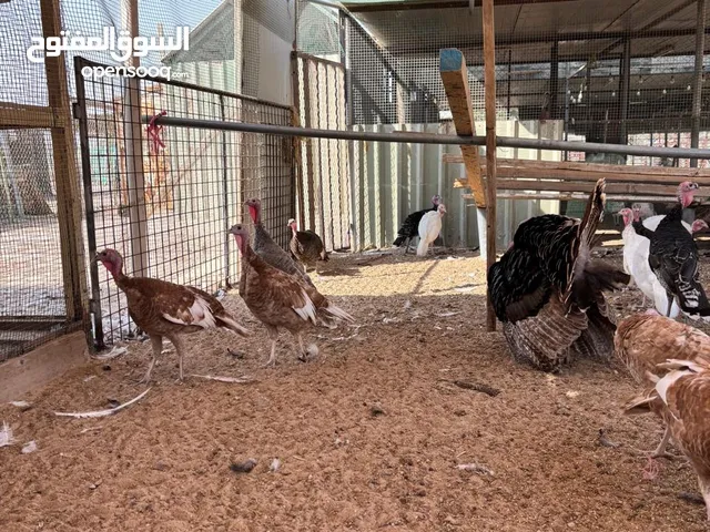 دجاج رومي من الطيبه