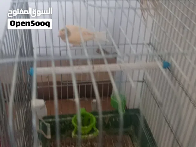 جواز كنار للبيع في مادبا