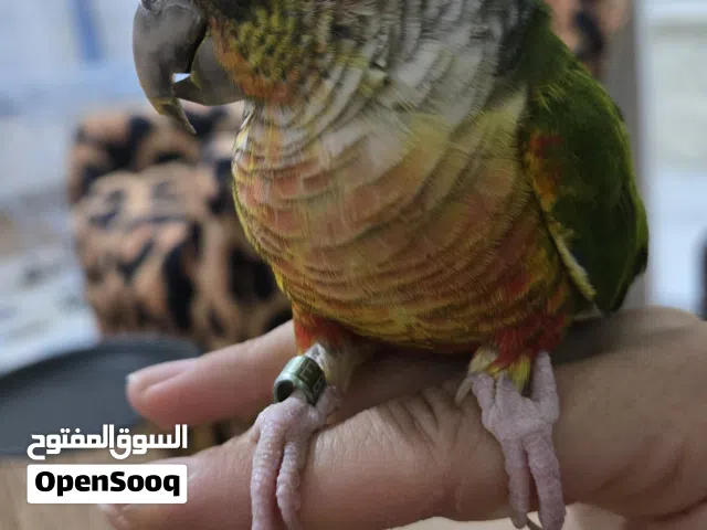 ببغاء جرين شيك للبيع فقط وليس للبدل أليف لايعض ابدا بطلع عل يد