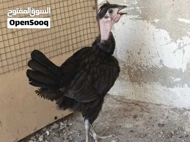 فروجه ام ركيبه. العمر 3 اشهر. صحه فول
