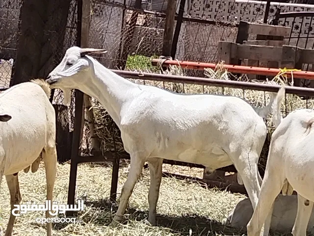 تيوس صومالي سمان فول حجم طيب وزن كبير