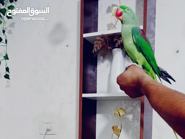 للبيع ببغاء تيمنا صلاة النبي صحة و جمال ثوب وريش كامل متكلم