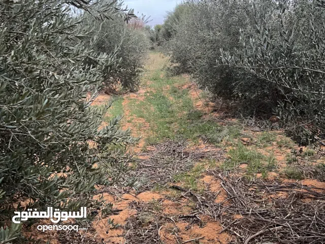 نص هكتار زيتون اسباني في الجنيين للبيع