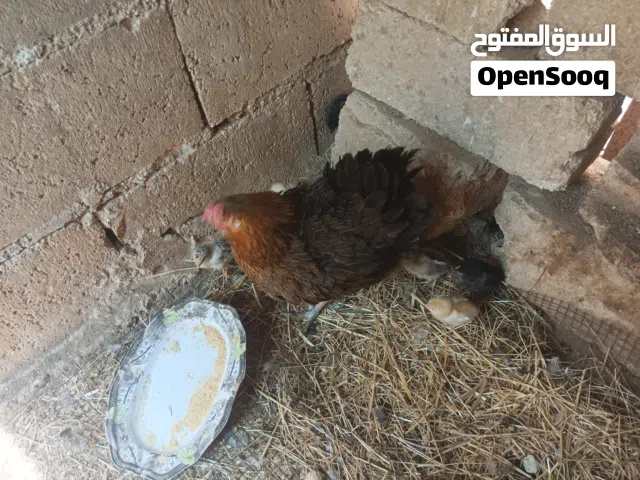 جاج وصوان للبيع