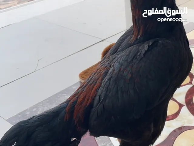 طير ميوالي
