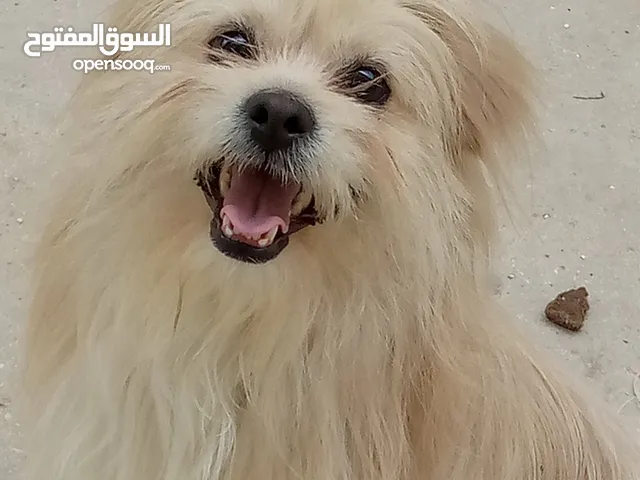 كلب ذكر اليف