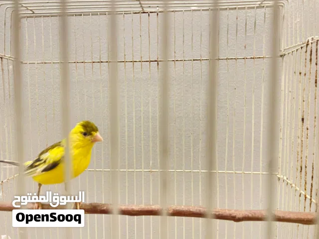 كناري  روسي   ذكر   تقريد حار