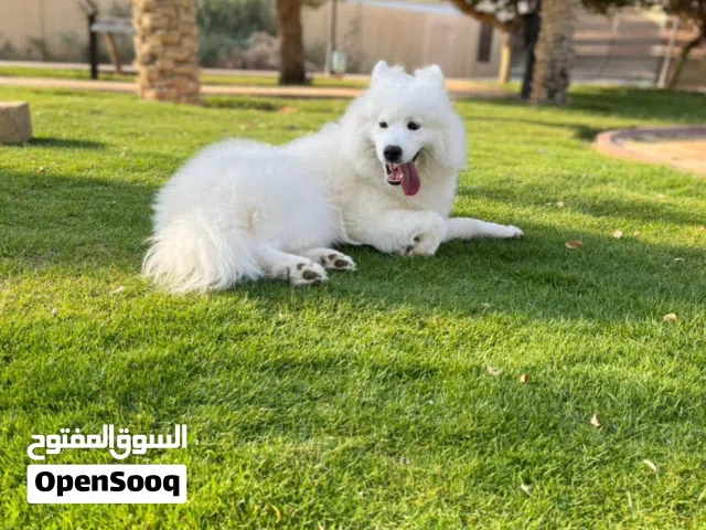 كلب أنثى سامويد سلالة سيبريا 3 سنوات للبيع