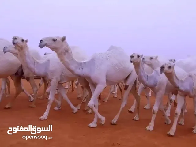 حلاقة وغسيل ابل لي جميع مناتق الكويت