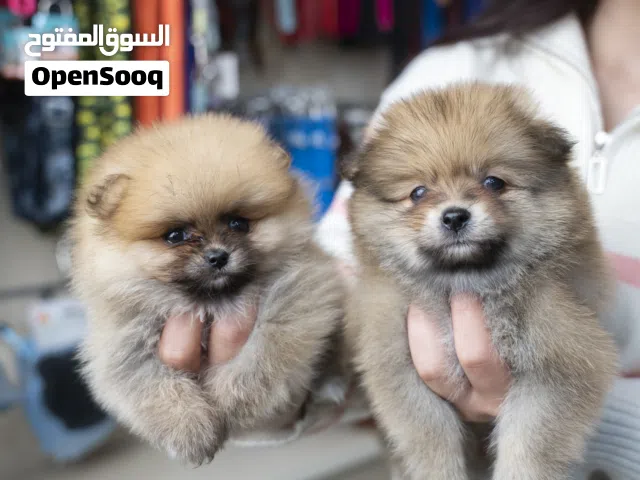 جراء بوميرنيان  جميع اللقاحات اللازمه وجرعه الدود ومايكروشيب